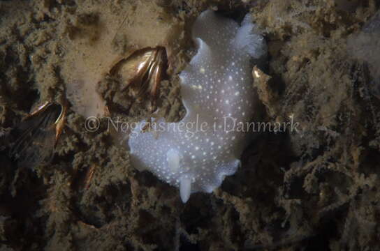 Image of white Atlantic cadlina