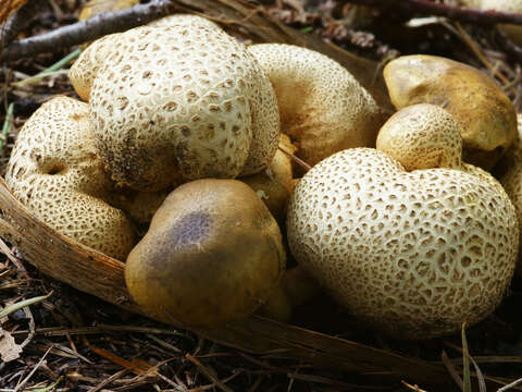 Image of Pseudoboletus parasiticus (Bull.) Šutara 1991