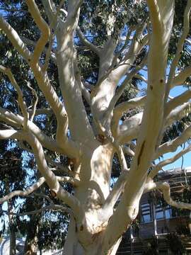 Image of White gum