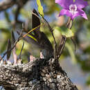 Image of Laelia speciosa (Kunth) Schltr.