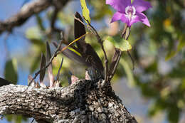 Image of Laelia speciosa (Kunth) Schltr.