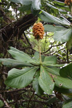 Image of Digitalis sceptrum L. fil.