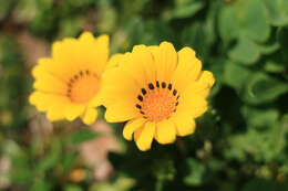 Image of treasure-flower