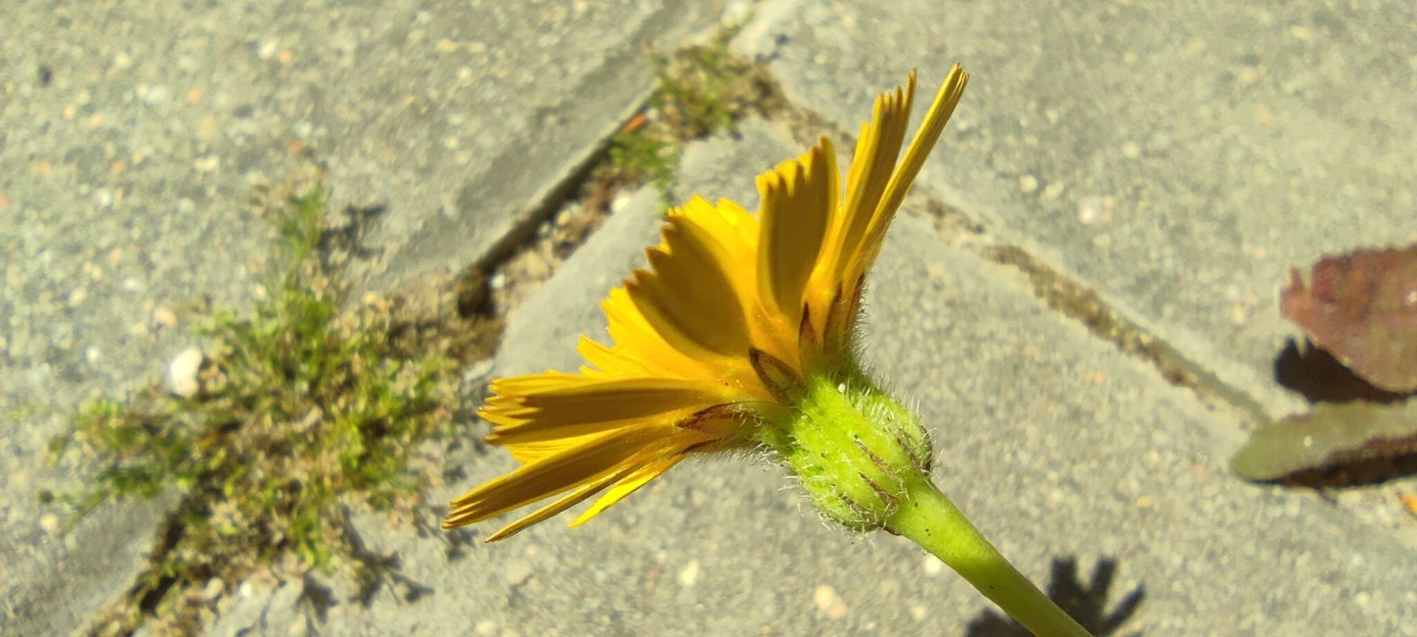 Image of lesser hawkbit