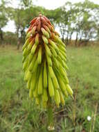 Image de Kniphofia grantii Baker