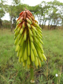 Image of Kniphofia grantii Baker