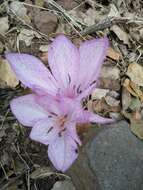 Image of Colchicum feinbruniae K. Perss.