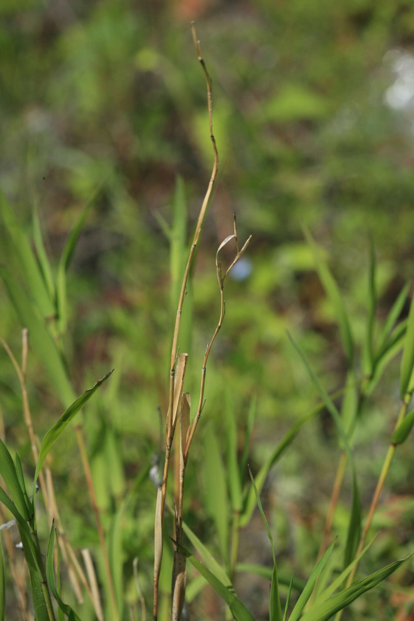 Image of Cleistogenes krjukovae Tzvelev & Prob.