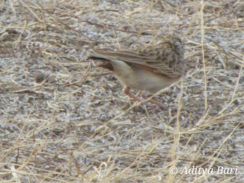 Image of Indian Bush Lark