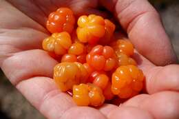 Image of cloudberry