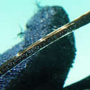 Image of Western crested pipefish