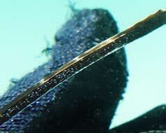 Image of Western crested pipefish