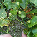 Image of largeleaf pennywort