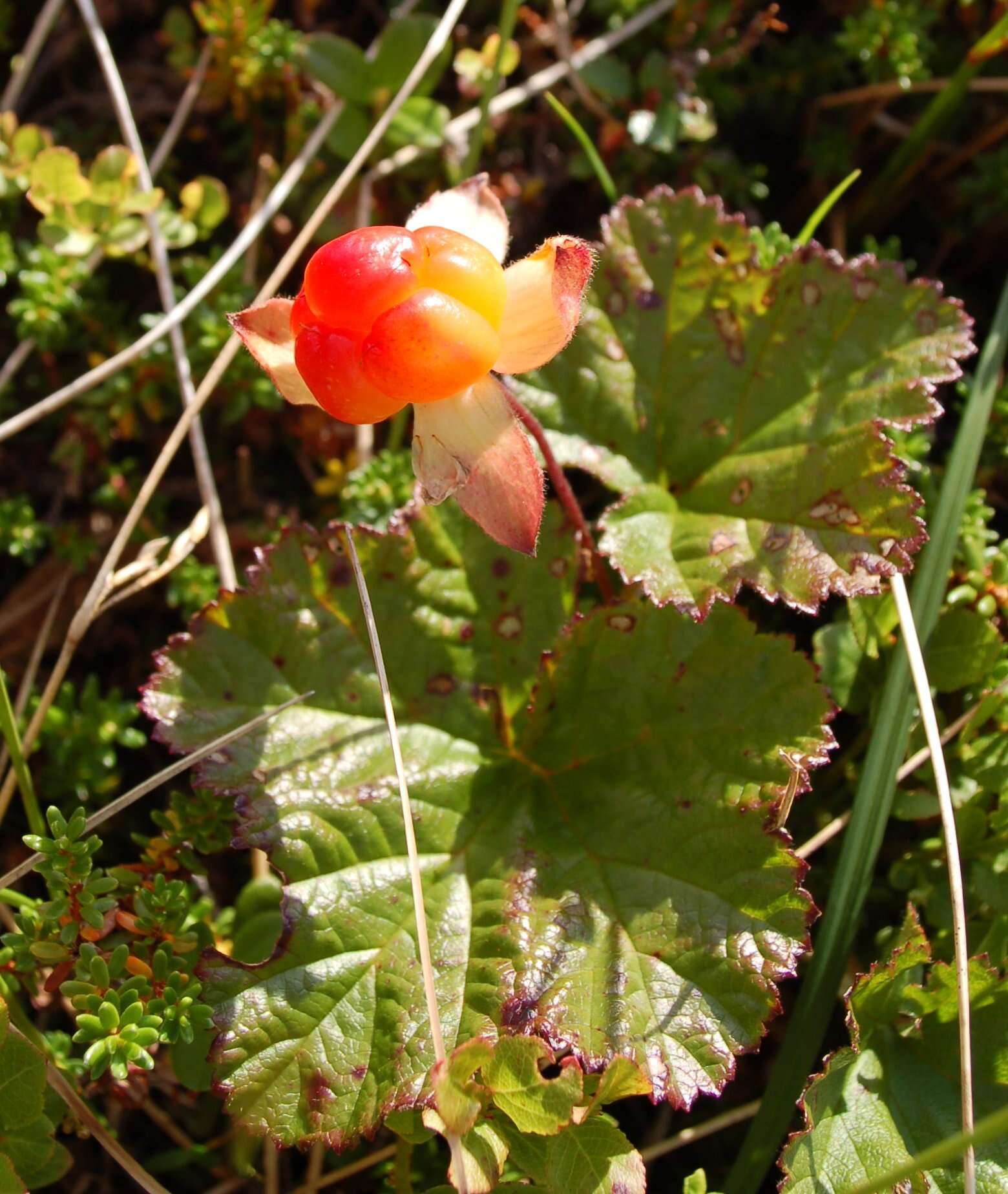 Image of cloudberry