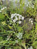 Image of Pimpinella cretica Poir.