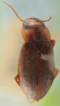 Image of <i>Anisomeria bistriata</i> (Brullé 1835)
