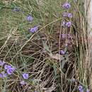 Image of Hovea heterophylla Hook. fil.