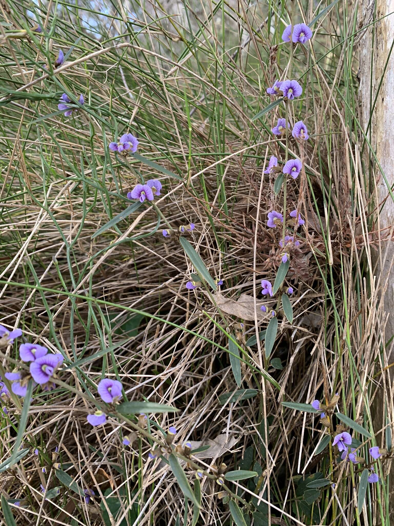 Слика од Hovea heterophylla Hook. fil.