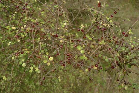 Imagem de Coprosma rhamnoides A. Cunn.