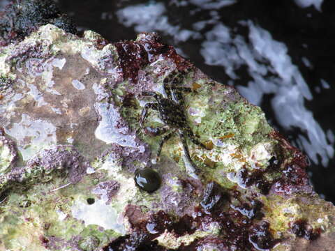 Image of marbled rock crab