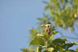 Plancia ëd Sturnornis albofrontatus (Layard & EL 1854)