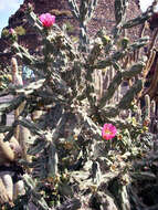 Image de Cylindropuntia imbricata (Haw.) F. M. Knuth