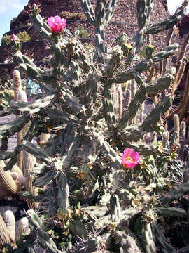 Image de Cylindropuntia imbricata (Haw.) F. M. Knuth