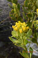 Image of <i>Rafnia capensis</i> subsp. <i>pedicellata</i>