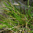 Plancia ëd Sesleria albicans Kit.