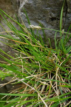 Plancia ëd Sesleria albicans Kit.