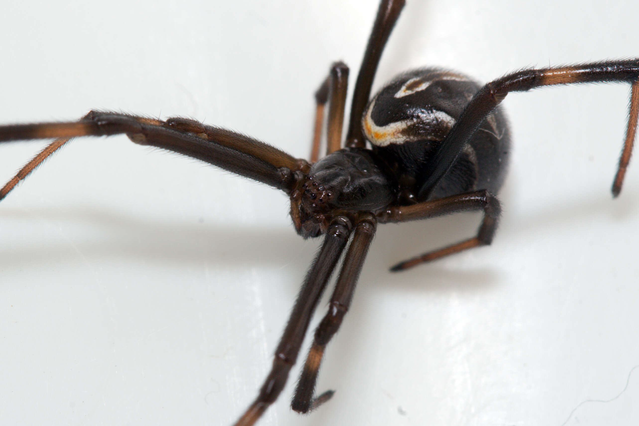 Image of Western Black Widow spider