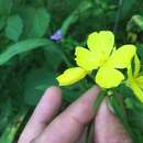 Imagem de Oenothera fruticosa subsp. glauca (Michx.) Straley