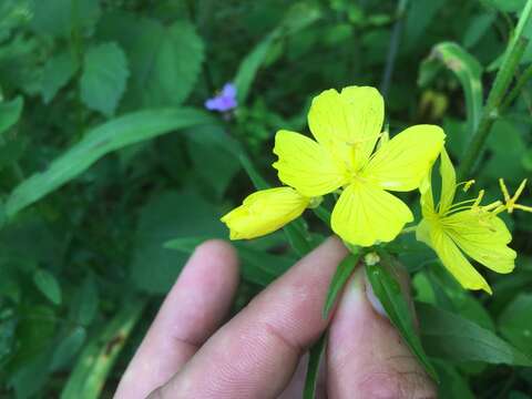 Image of narrowleaf evening primrose