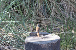 Image of Rufous-tailed Palm Thrush