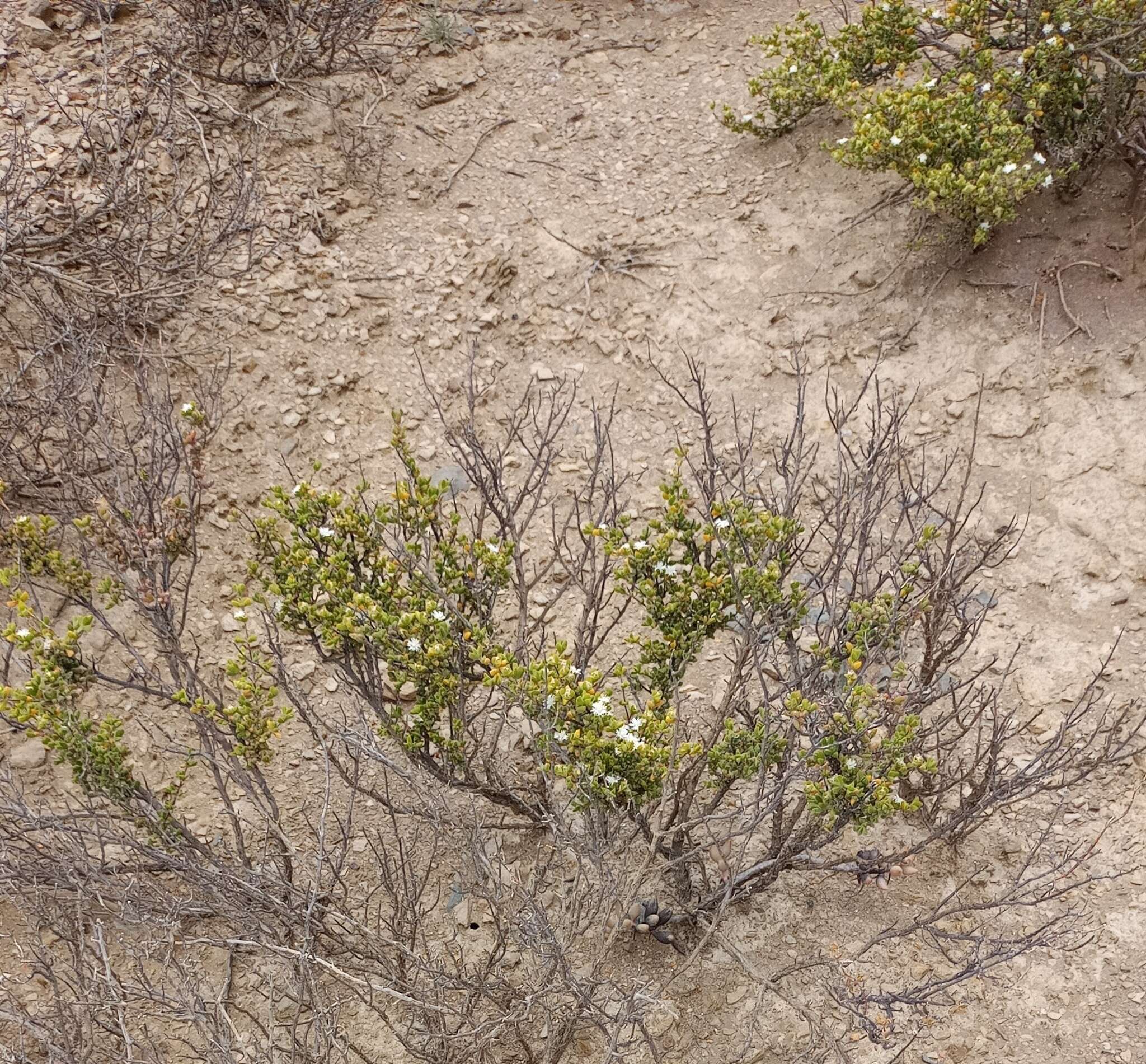 Image of Drosanthemum praecultum (N. E. Br.) Schwant.