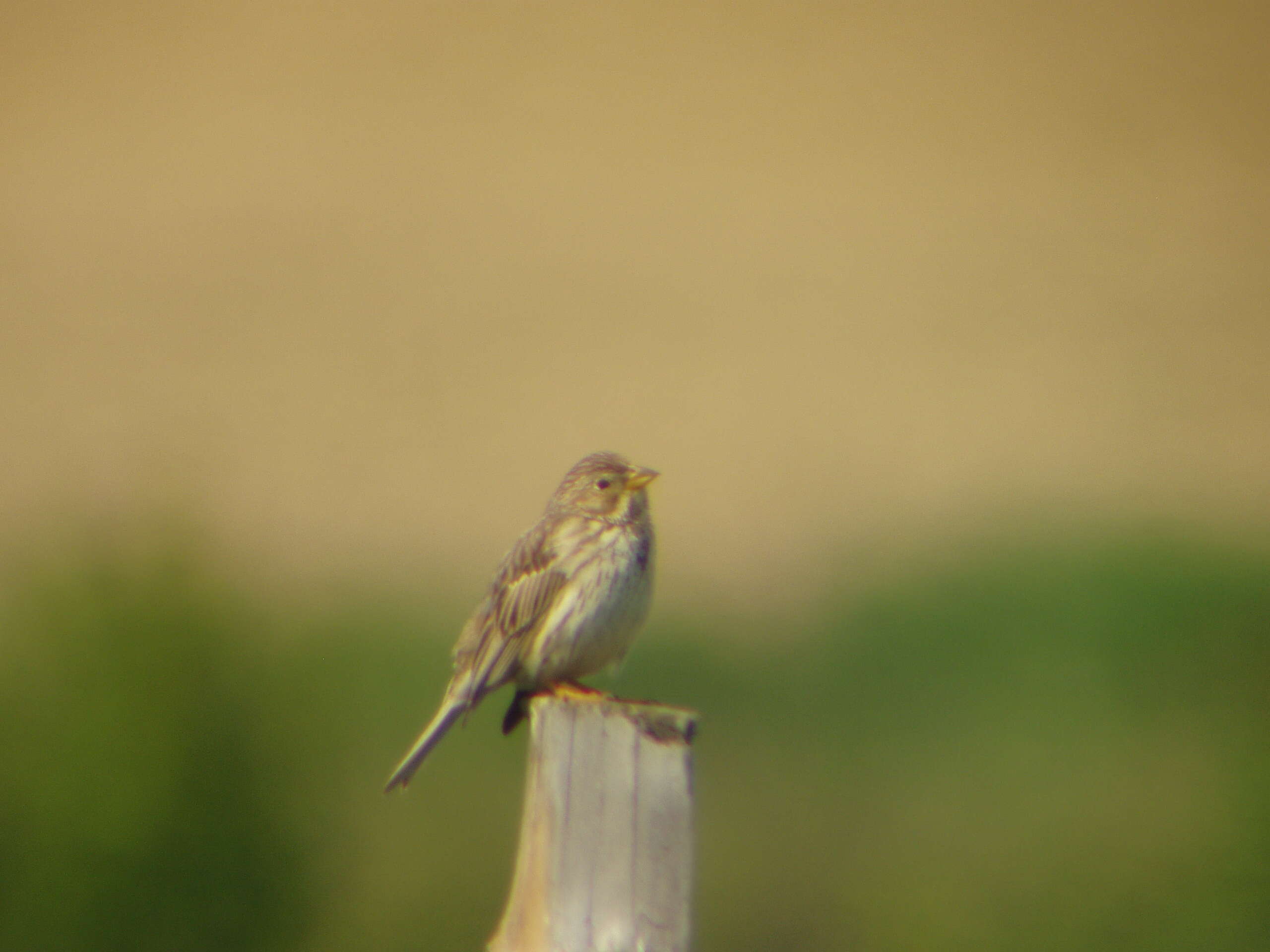 Image of Corn Bunting