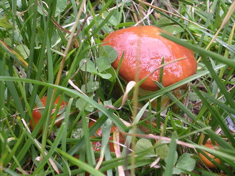 Image of Suillus grevillei (Klotzsch) Singer 1945