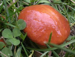 Image of Suillus grevillei (Klotzsch) Singer 1945