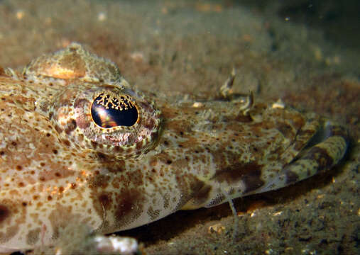 Image of Cymbacephalus