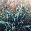 Plancia ëd Dianella longifolia var. grandis R. J. F. Hend.