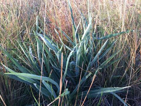 Plancia ëd Dianella longifolia var. grandis R. J. F. Hend.