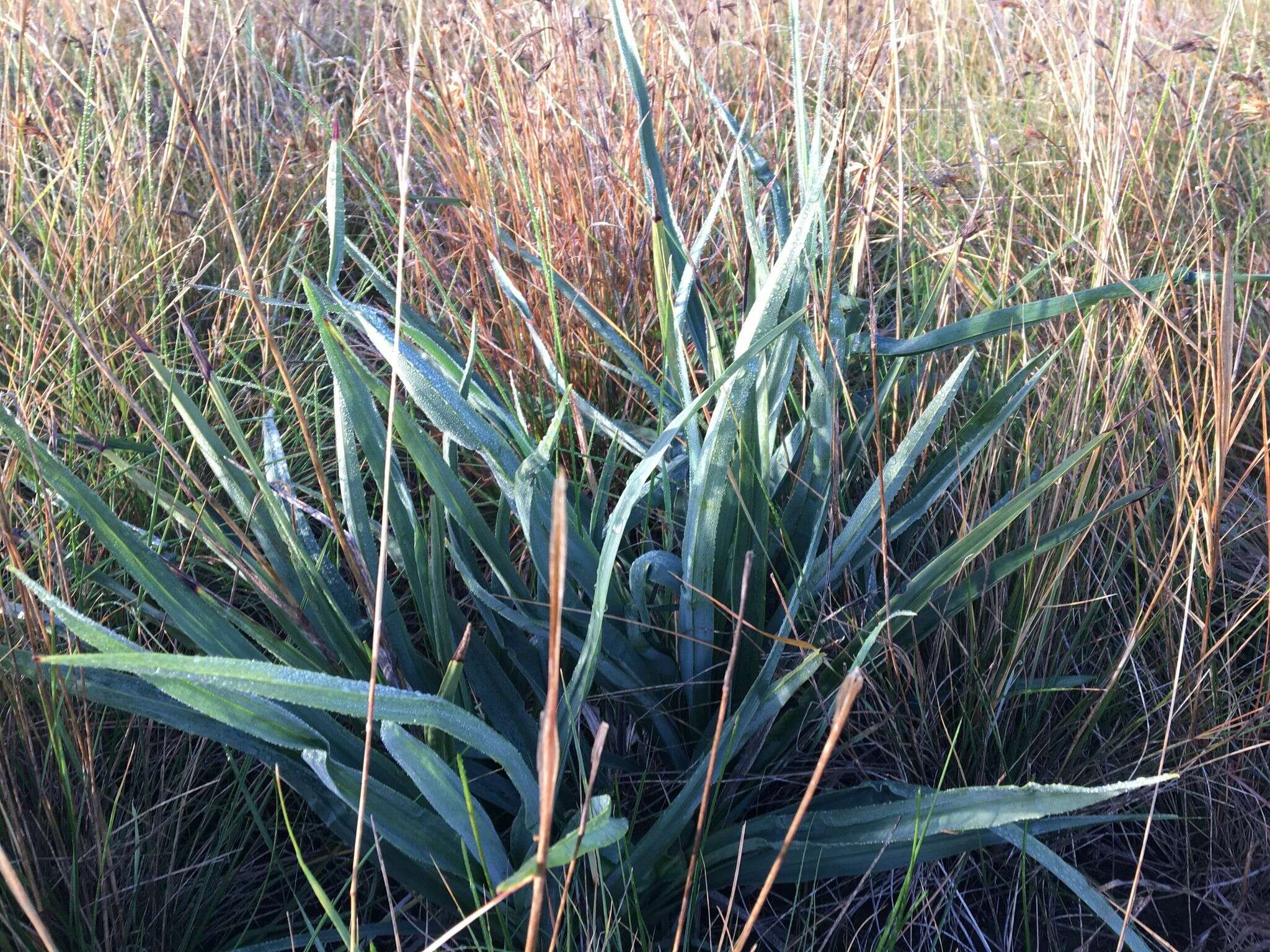 Image of Dianella longifolia var. grandis R. J. F. Hend.