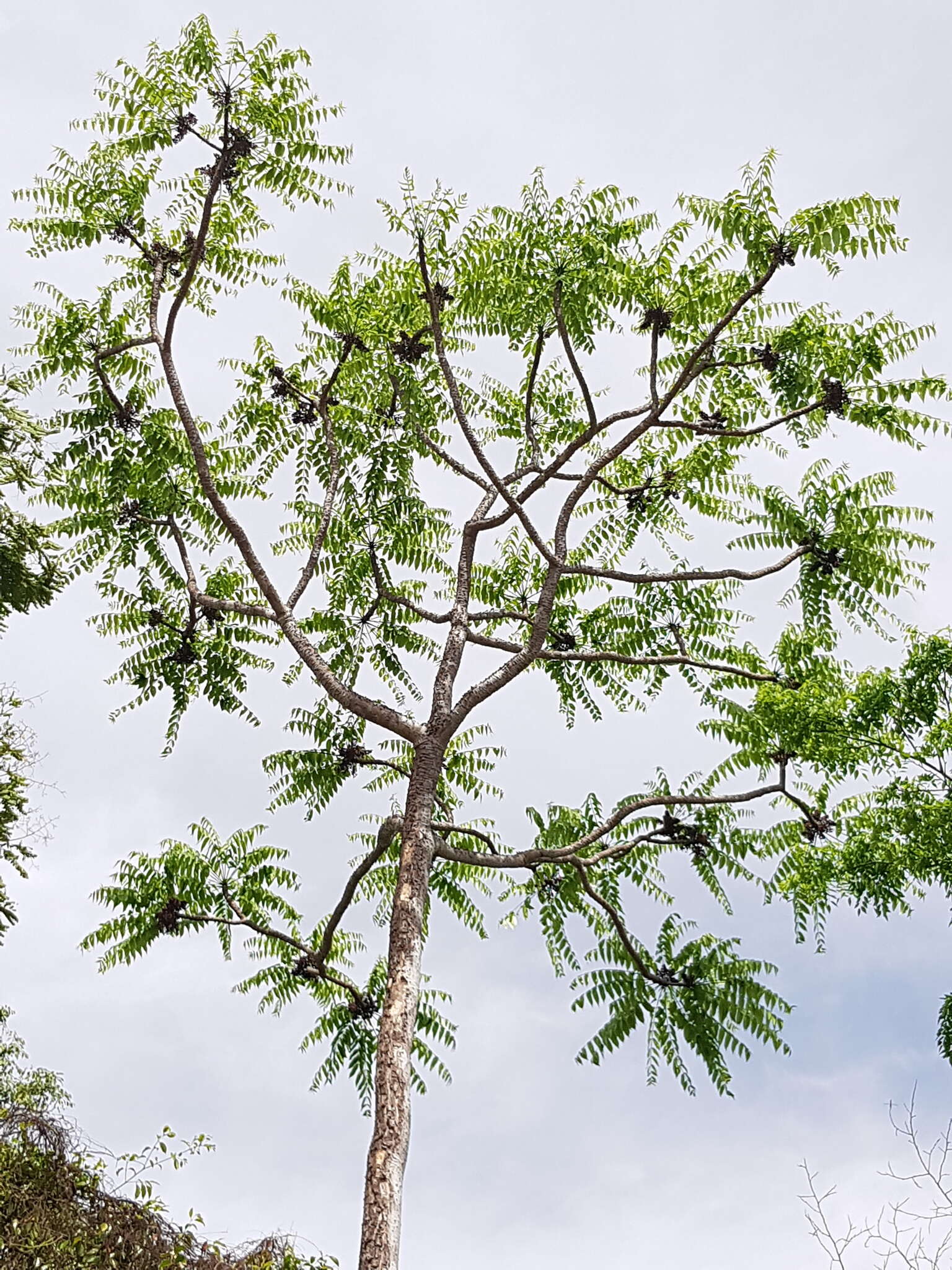 Image of Zanthoxylum tsihanimposa H. Perrier