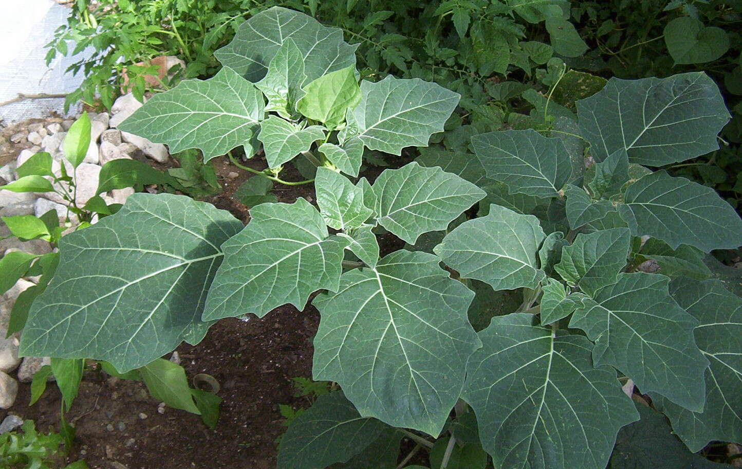 Imagem de Datura wrightii Hort. ex Regel