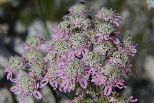 Image of Heracleum austriacum L.