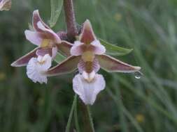 Imagem de Epipactis palustris (L.) Crantz