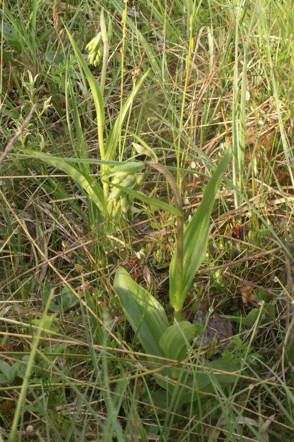 Imagem de Epipactis palustris (L.) Crantz