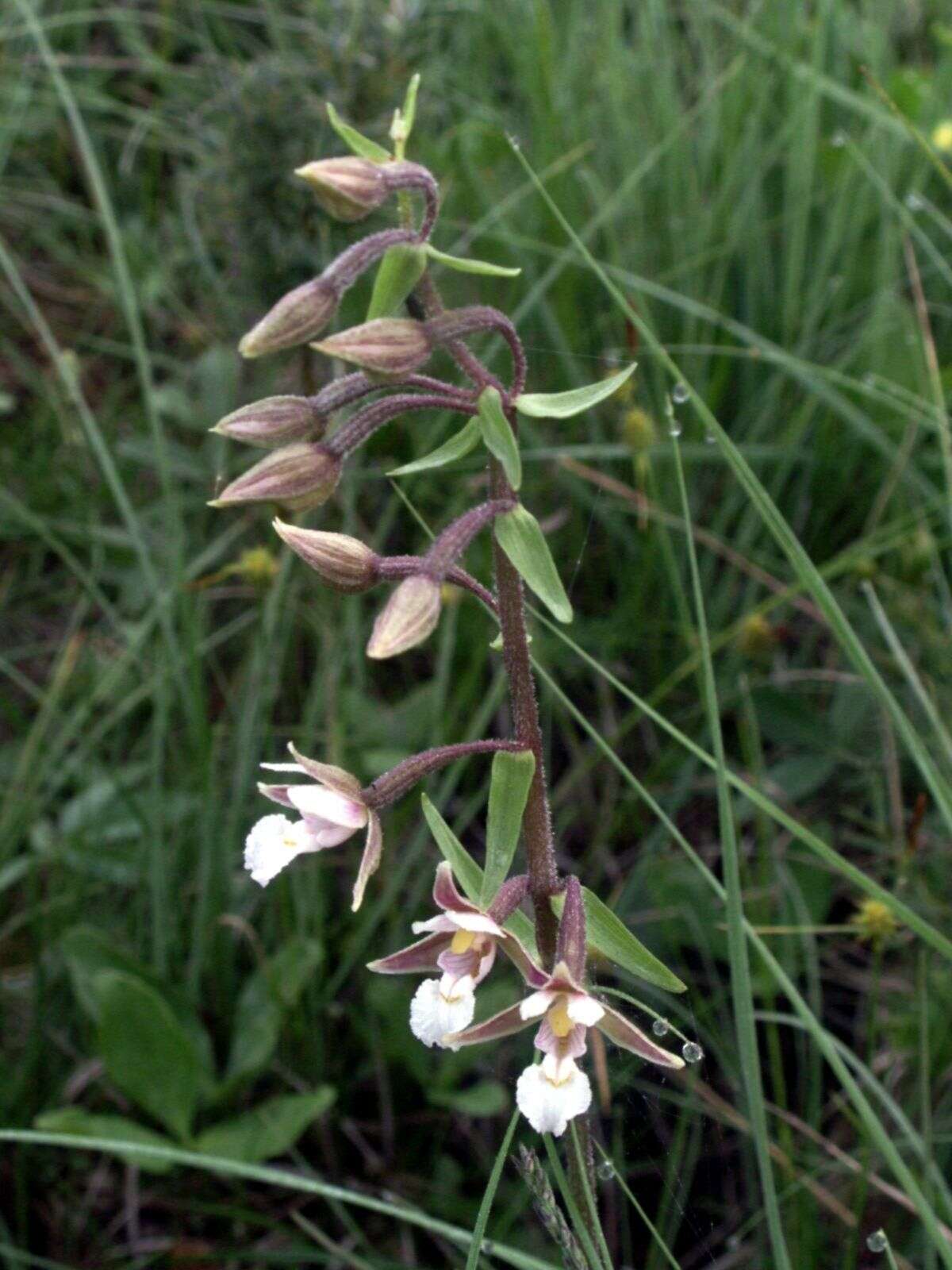 Imagem de Epipactis palustris (L.) Crantz