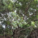 Image of firetree