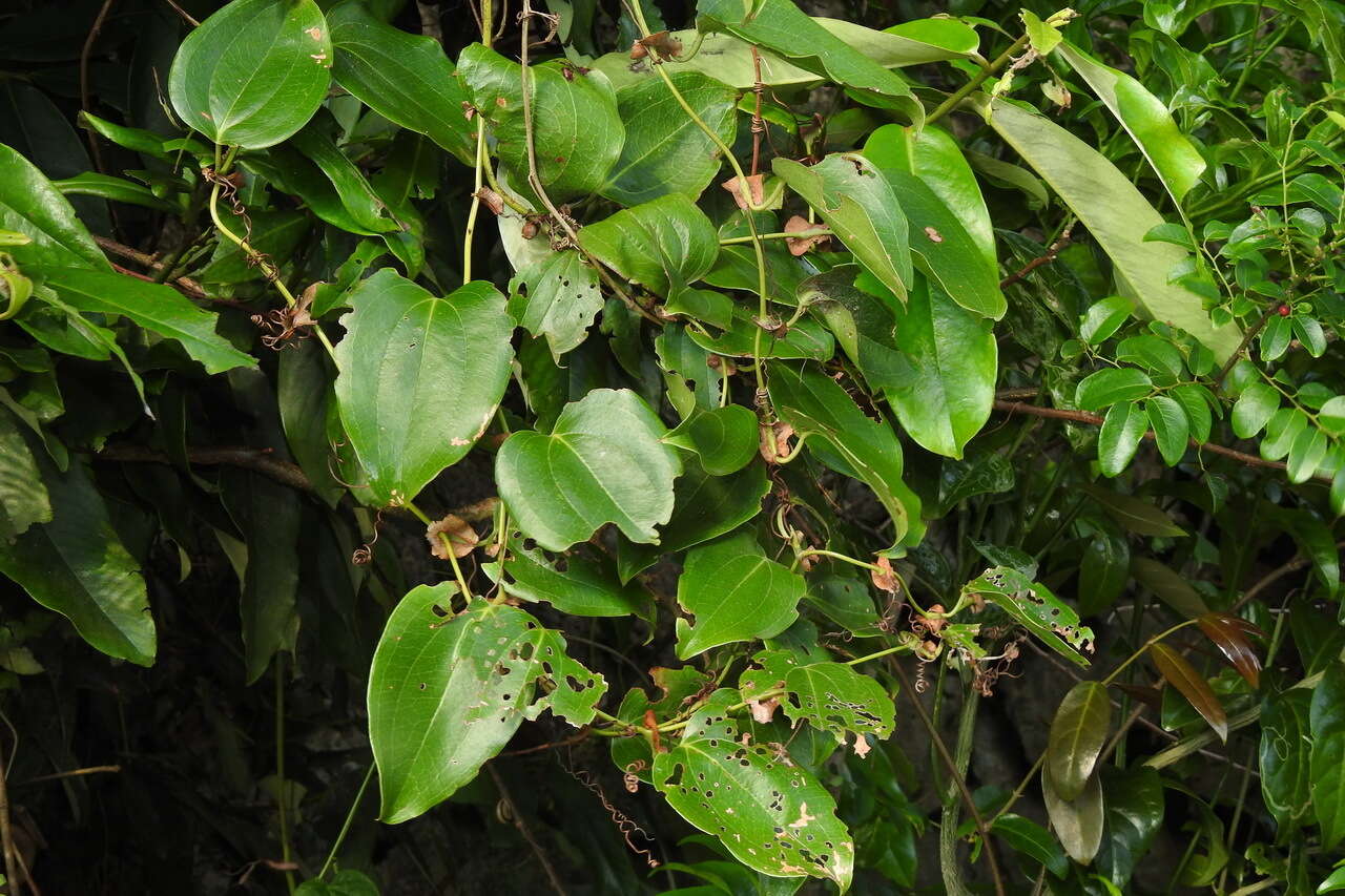 Image of Smilax ocreata A. DC.